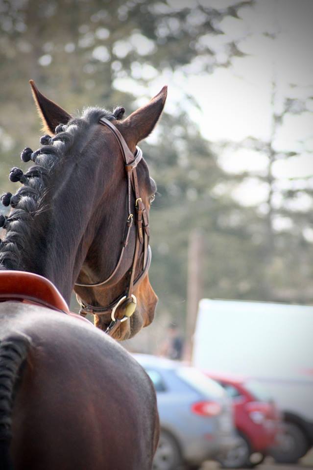 cheval tresses pions