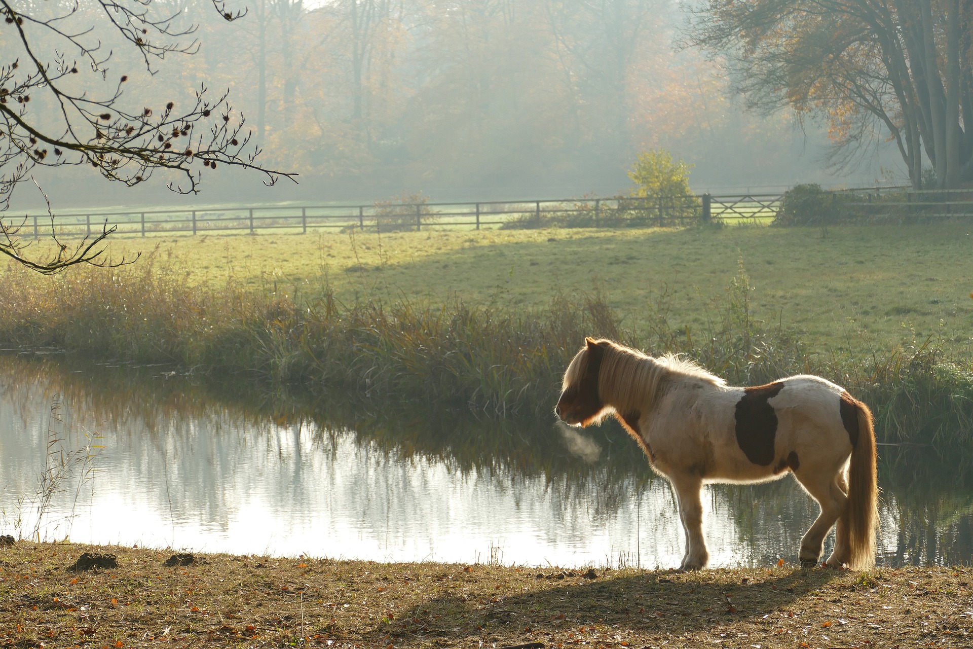 poney cheval isolé