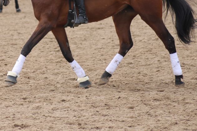 Protection pour chevaux : comment choisir