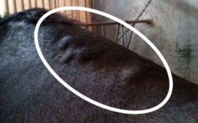 Saddle Fitting Les Gonfles