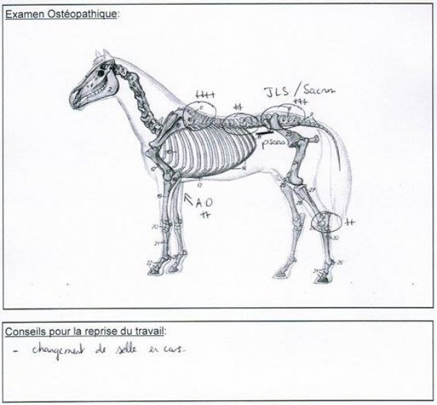 Saddle fitting: troubles musculaires et ostéo