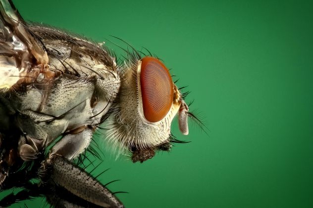 Les insectes et le cheval