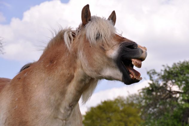 Les dents de loup