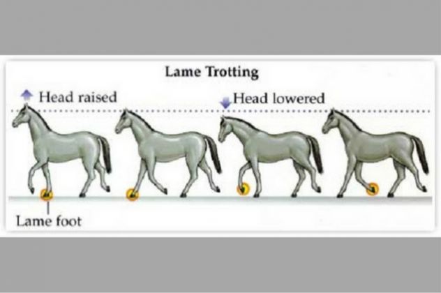 Saddle fitting: Les boiteries