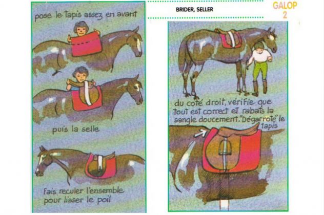 Saddle fitting: Bien seller