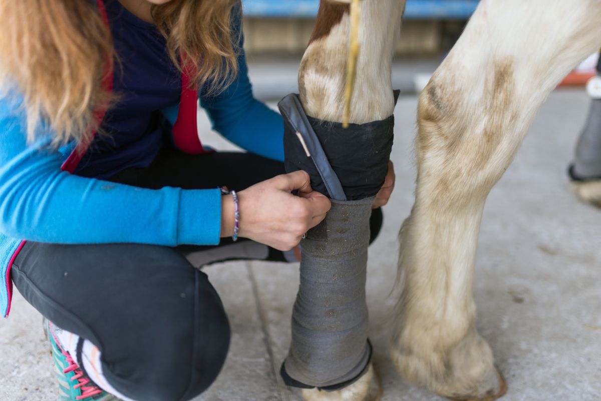 Protéger un cheval au repos