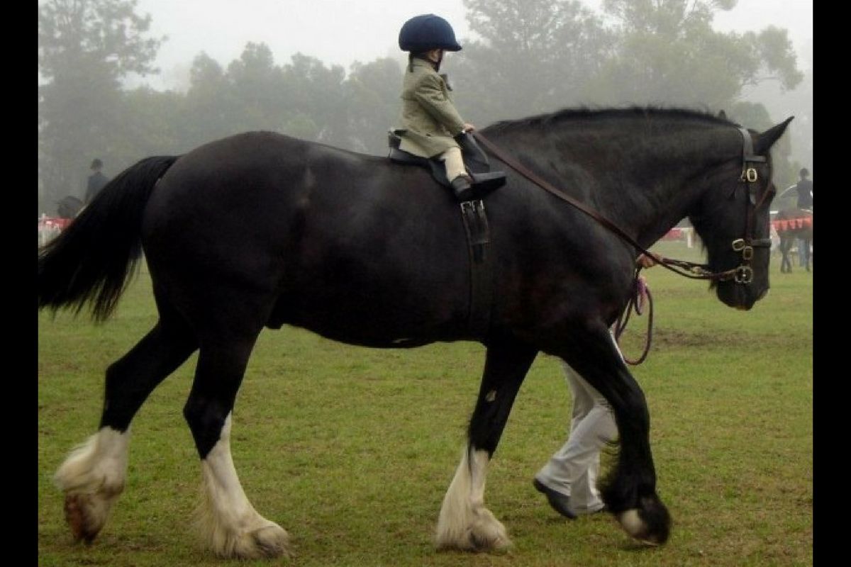 Saddle fitting: La nécessaire adaptation