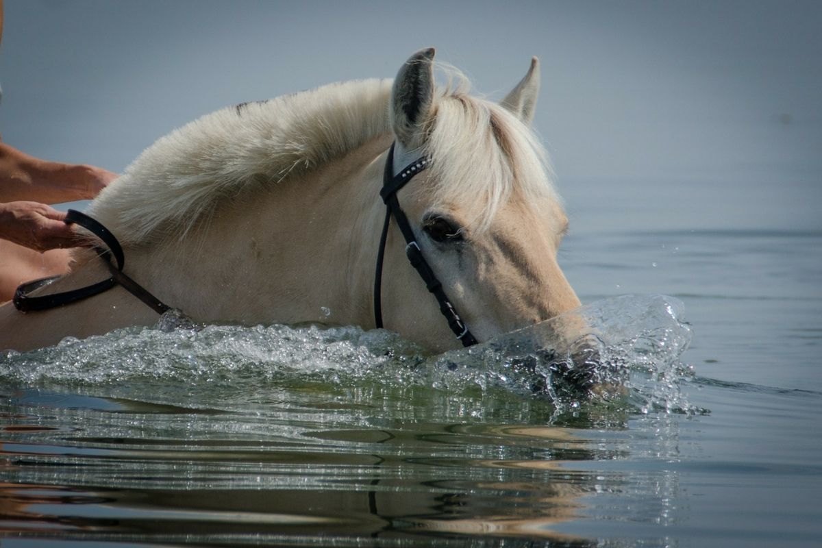 Le cheval et la chaleur