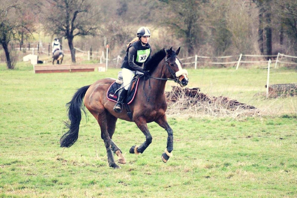 Mise en confiance du jeune cheval sur le cross