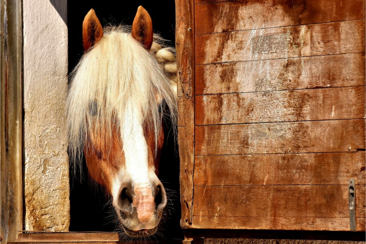 Déménager son cheval