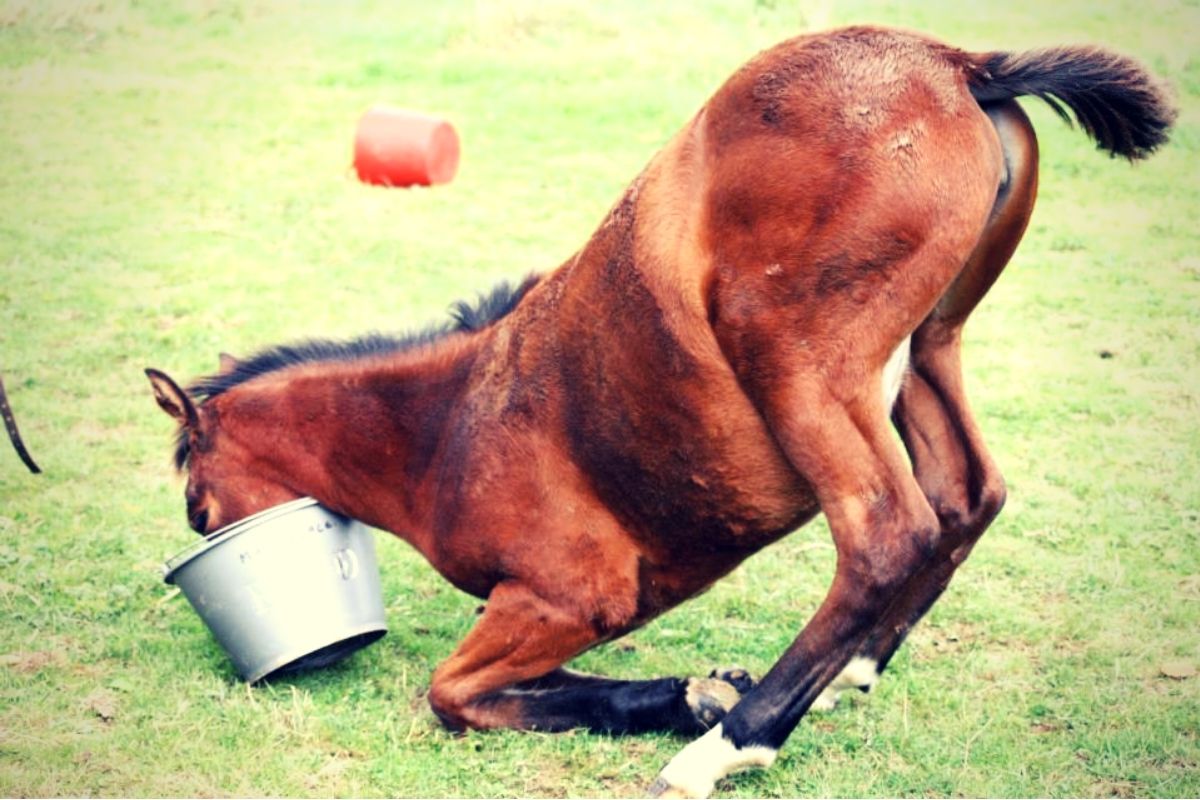 L'alimentation du cheval d'élevage