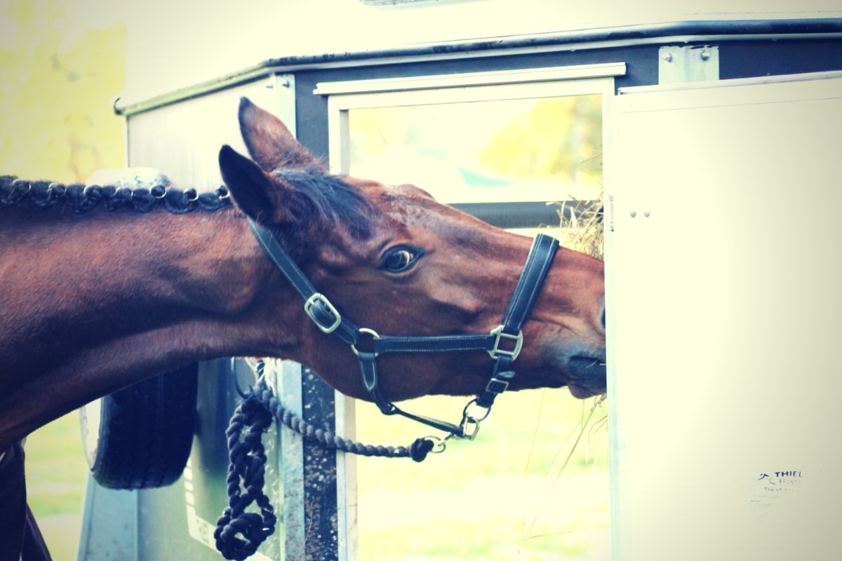 L'alimentation du cheval de sport