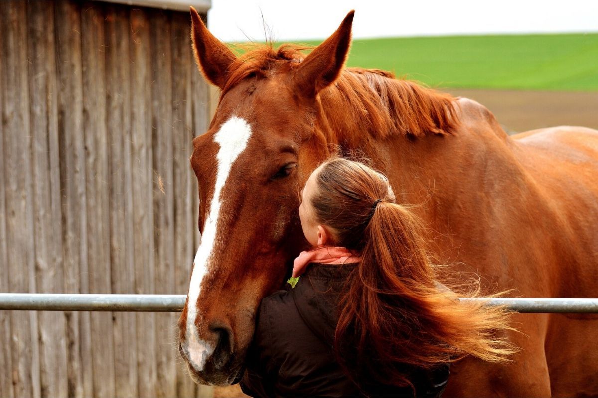 L'assurance du cheval retraité