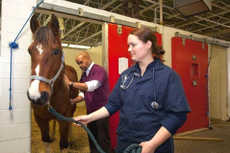 Les principales maladies du cheval