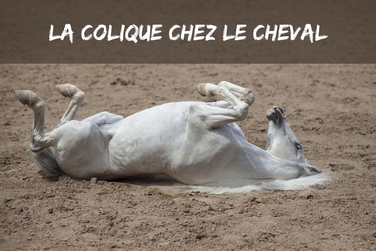 La colique chez le cheval