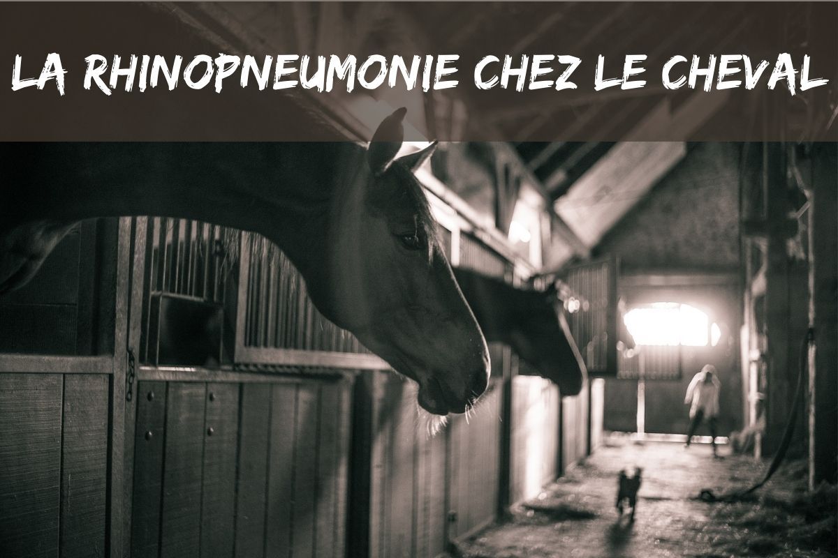 La rhinopneumonie chez le cheval