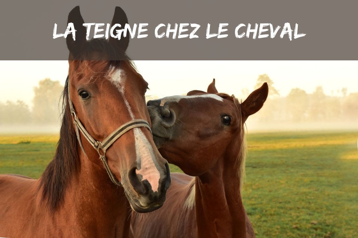 Tout savoir sur la teigne chez le cheval