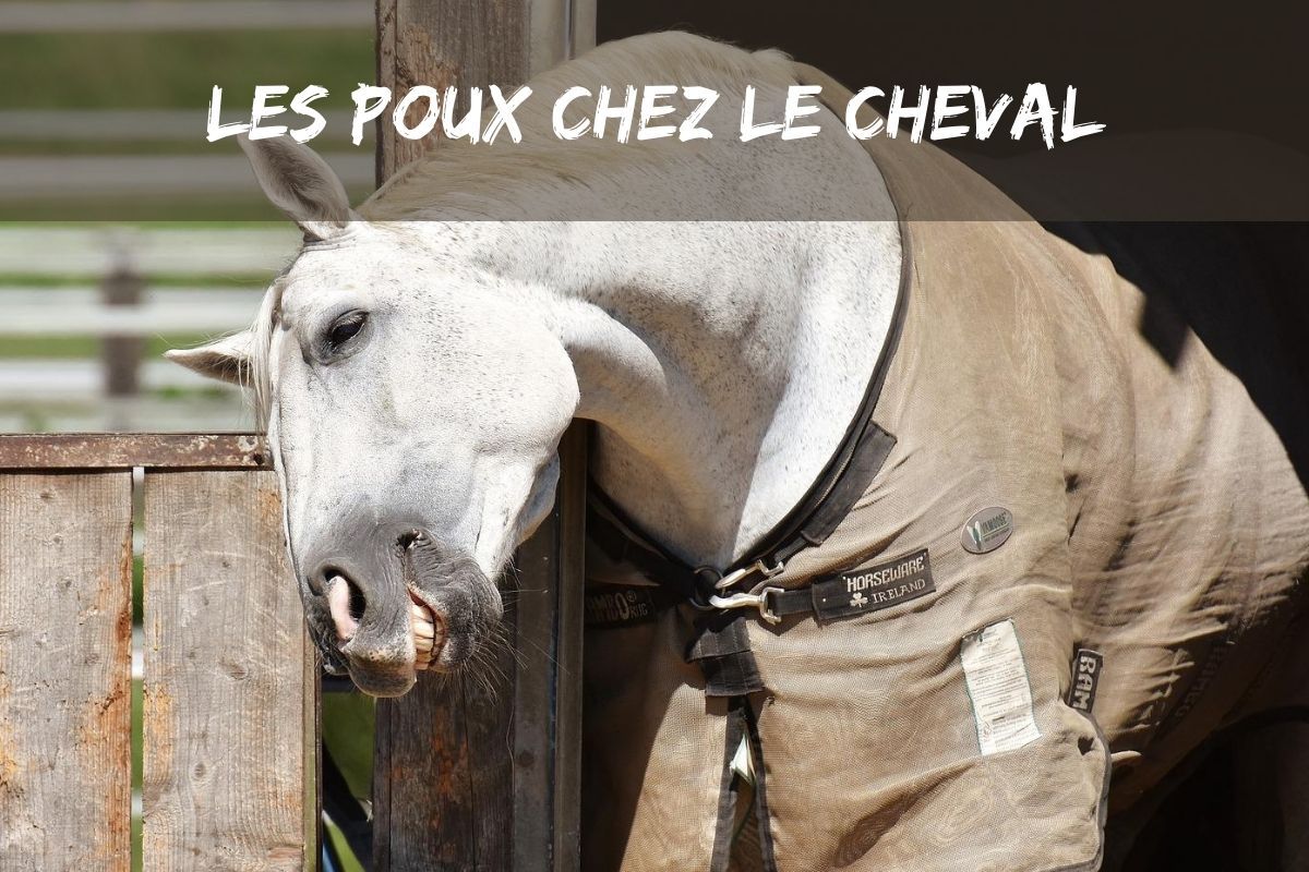 Les poux chez le cheval : comment les éviter ?