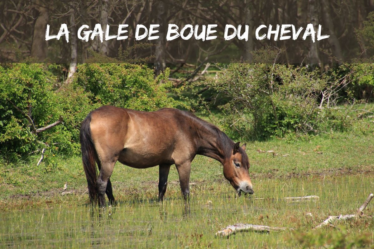 Qu'est ce que la gale de boue du cheval?