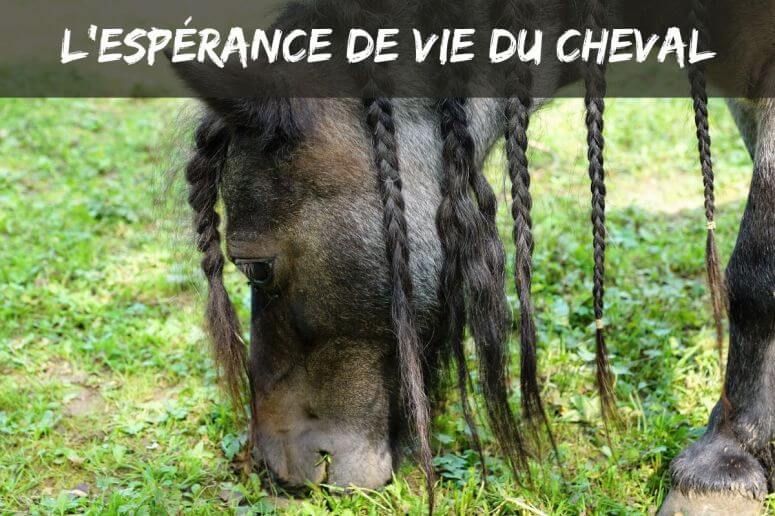 L'espérance de vie du cheval