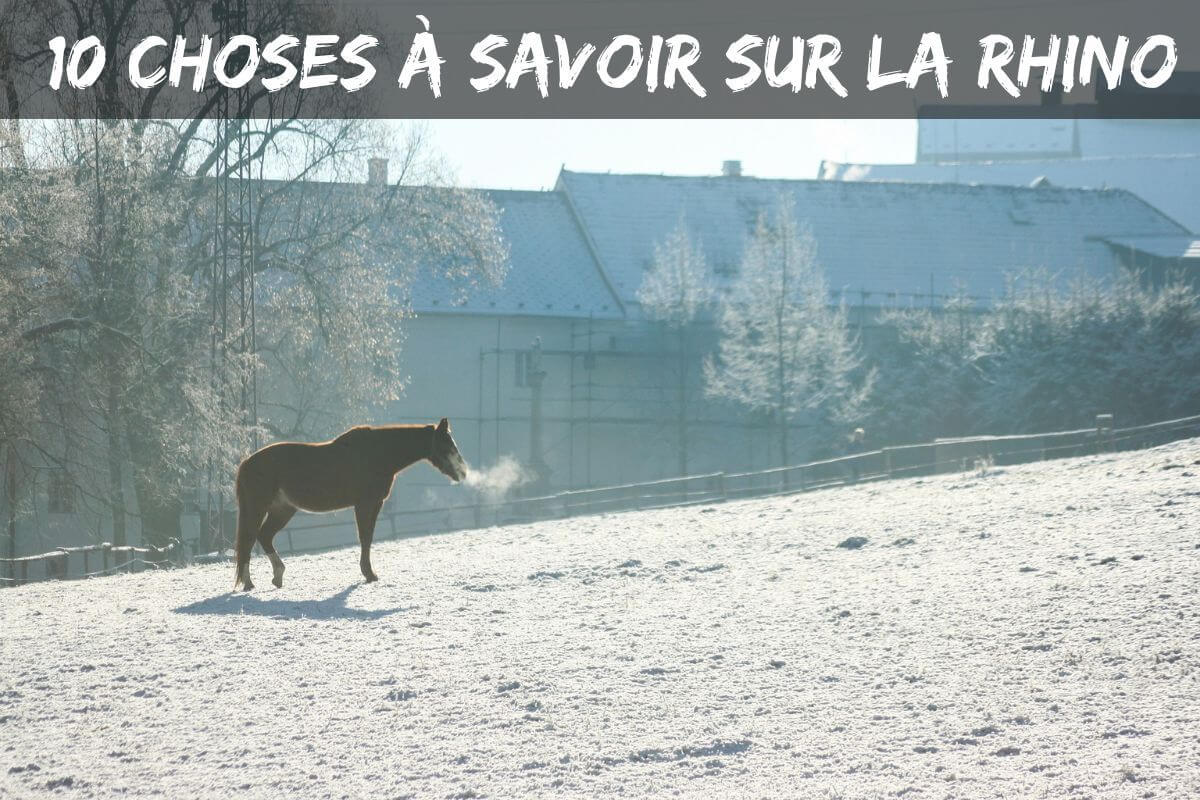 10 choses sur la rhinopneumonie du cheval