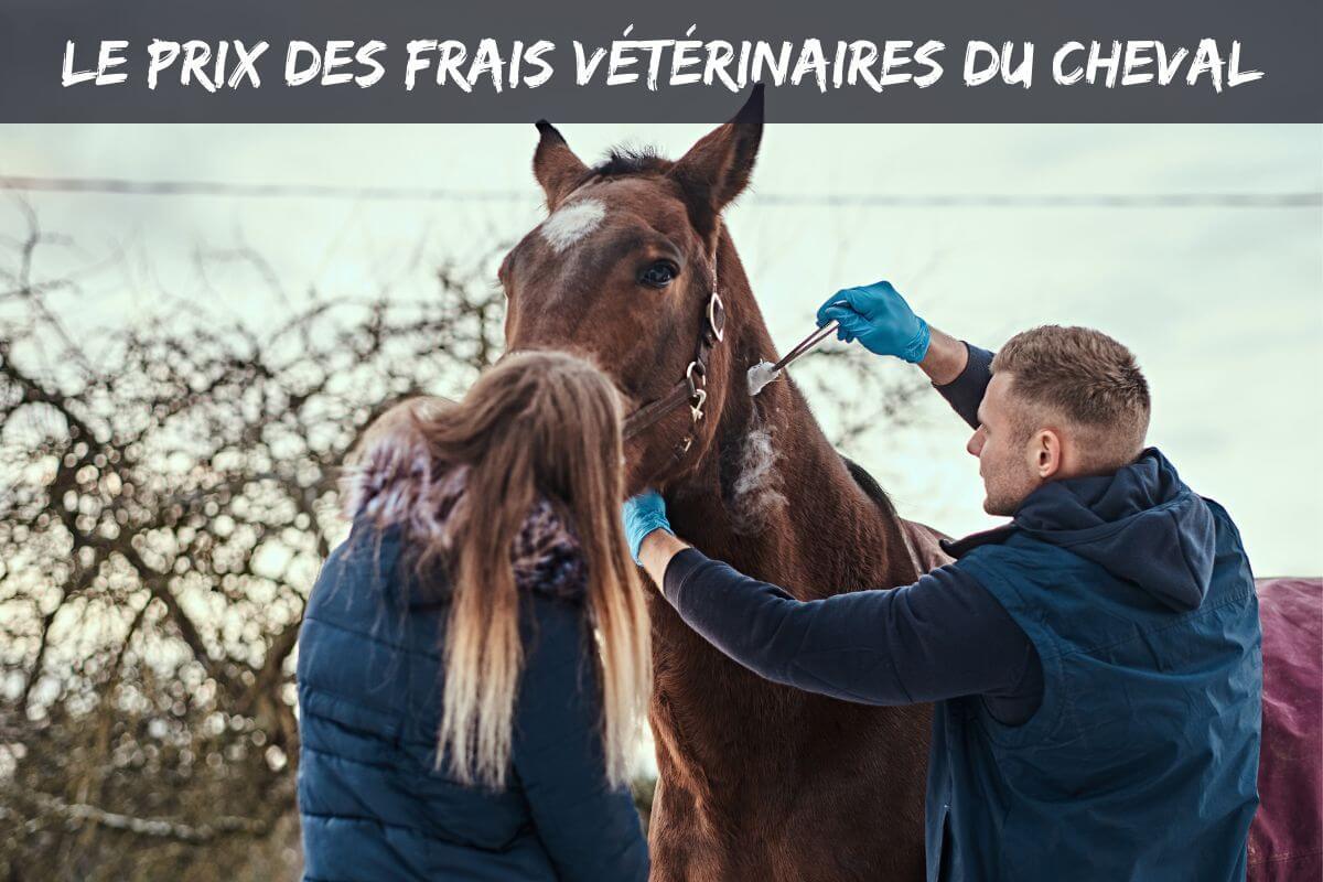 Le prix des frais vétérinaires du cheval