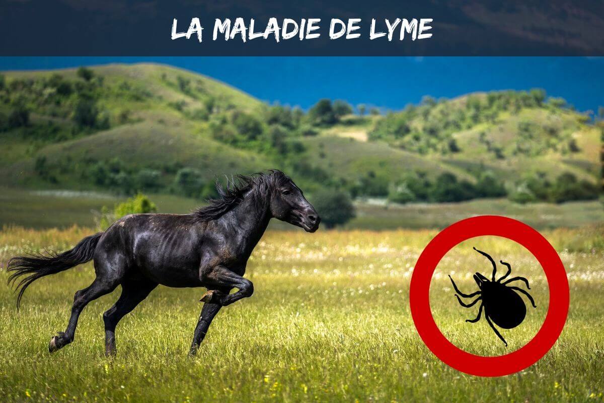 La maladie de Lyme chez le cheval