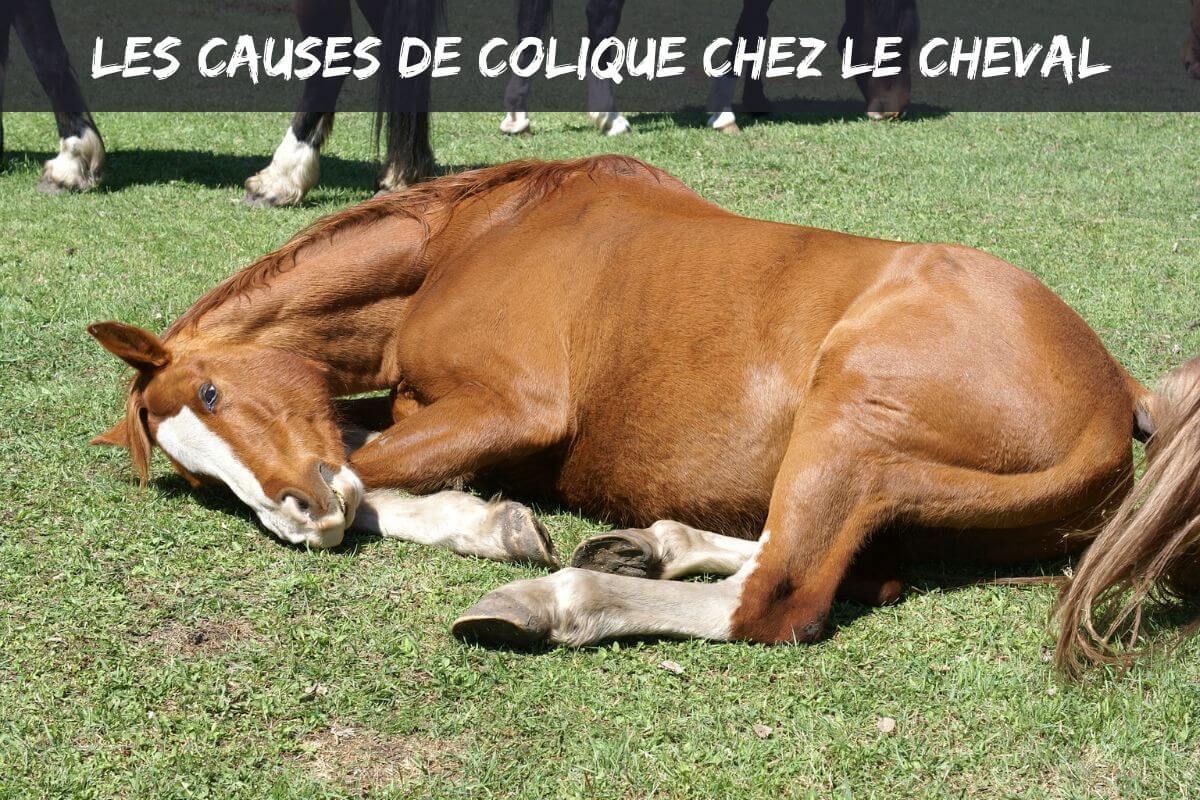 Quelles sont les causes de colique chez le cheval?
