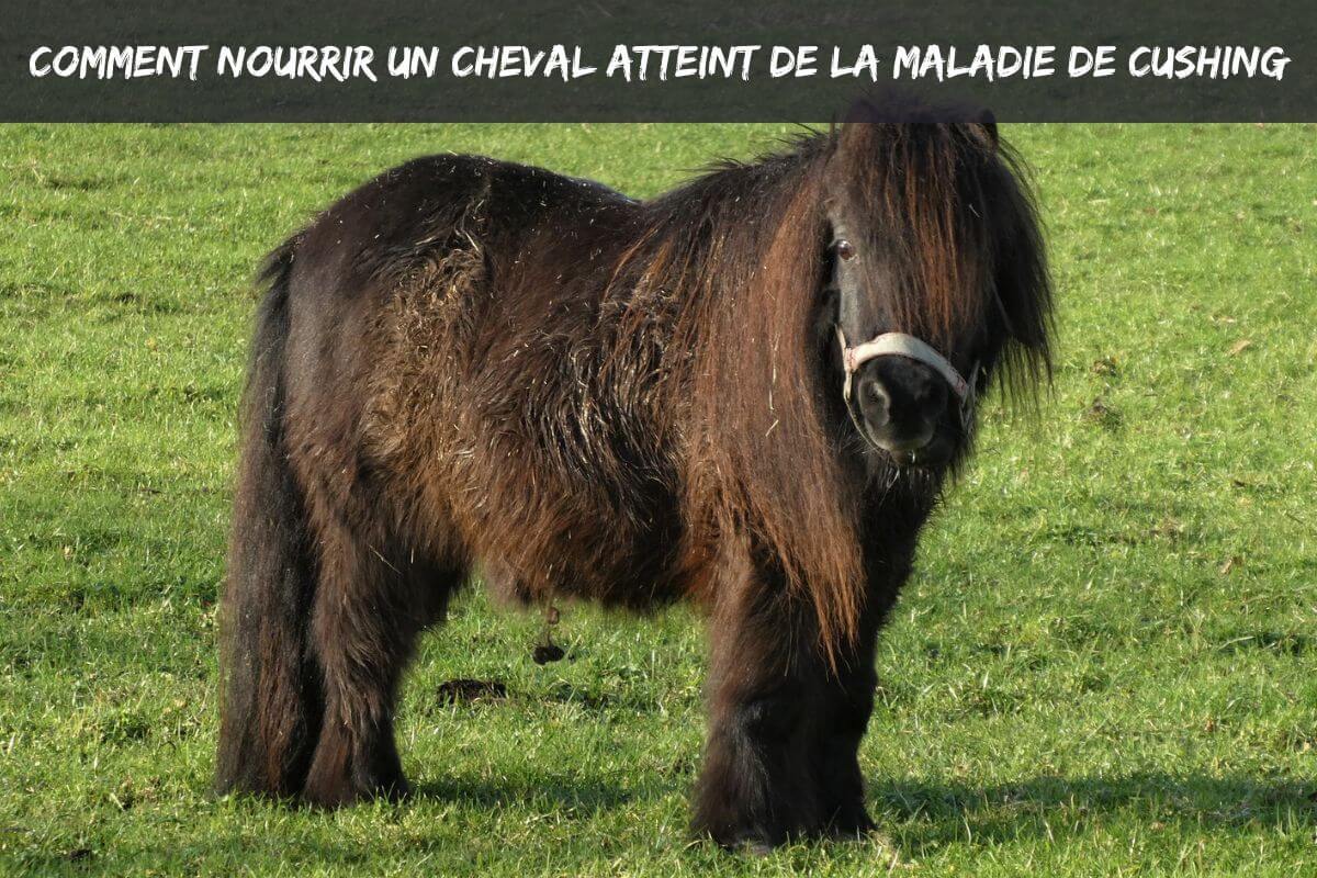 Nourrir un cheval atteint de la maladie de Cushing