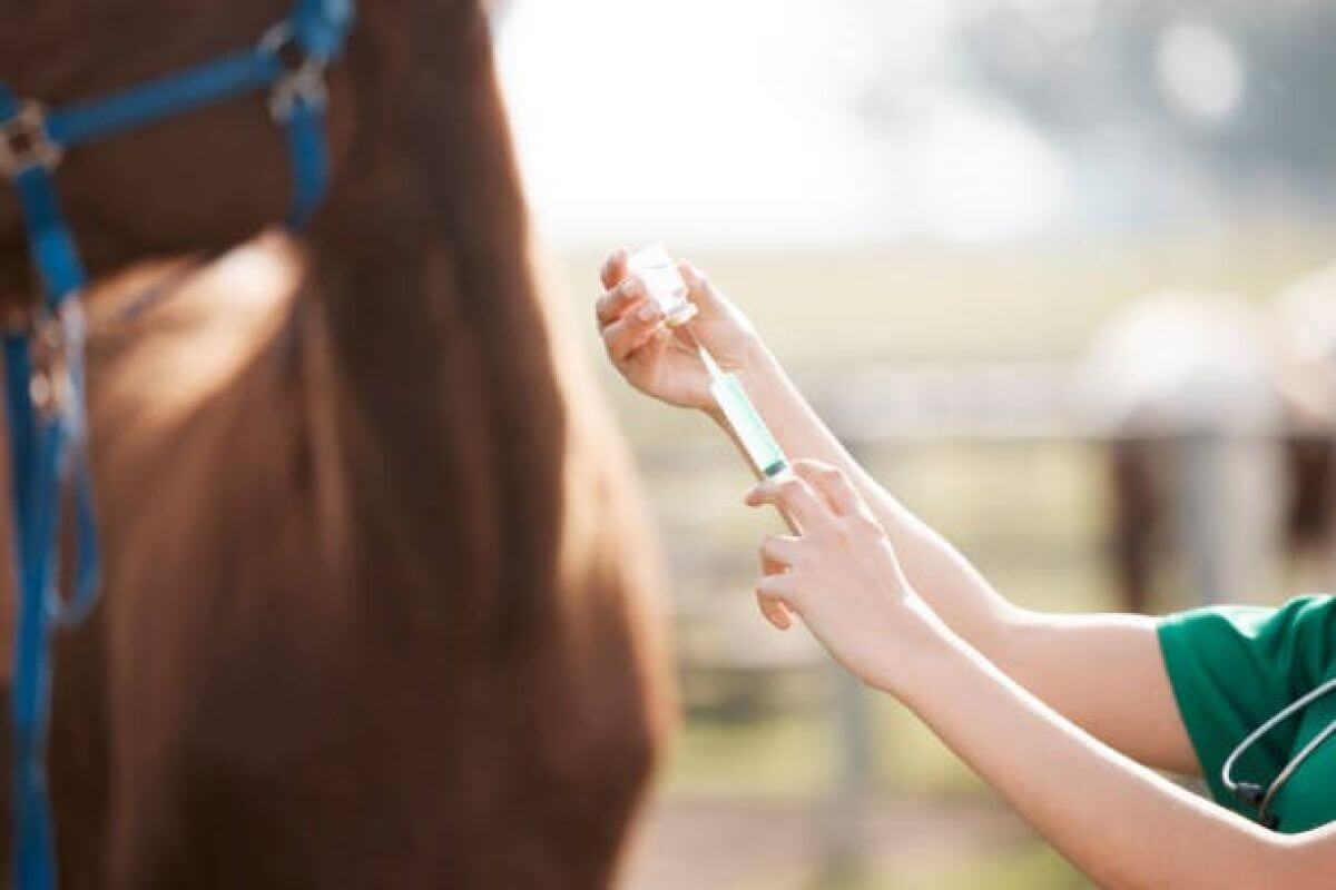 Quels sont les vaccins à faire à son cheval ? 