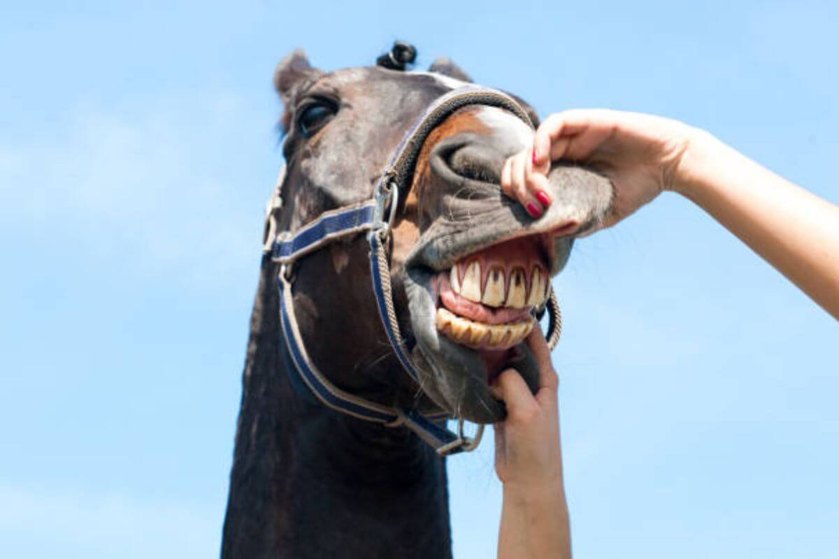 Entretenir les dents de son cheval