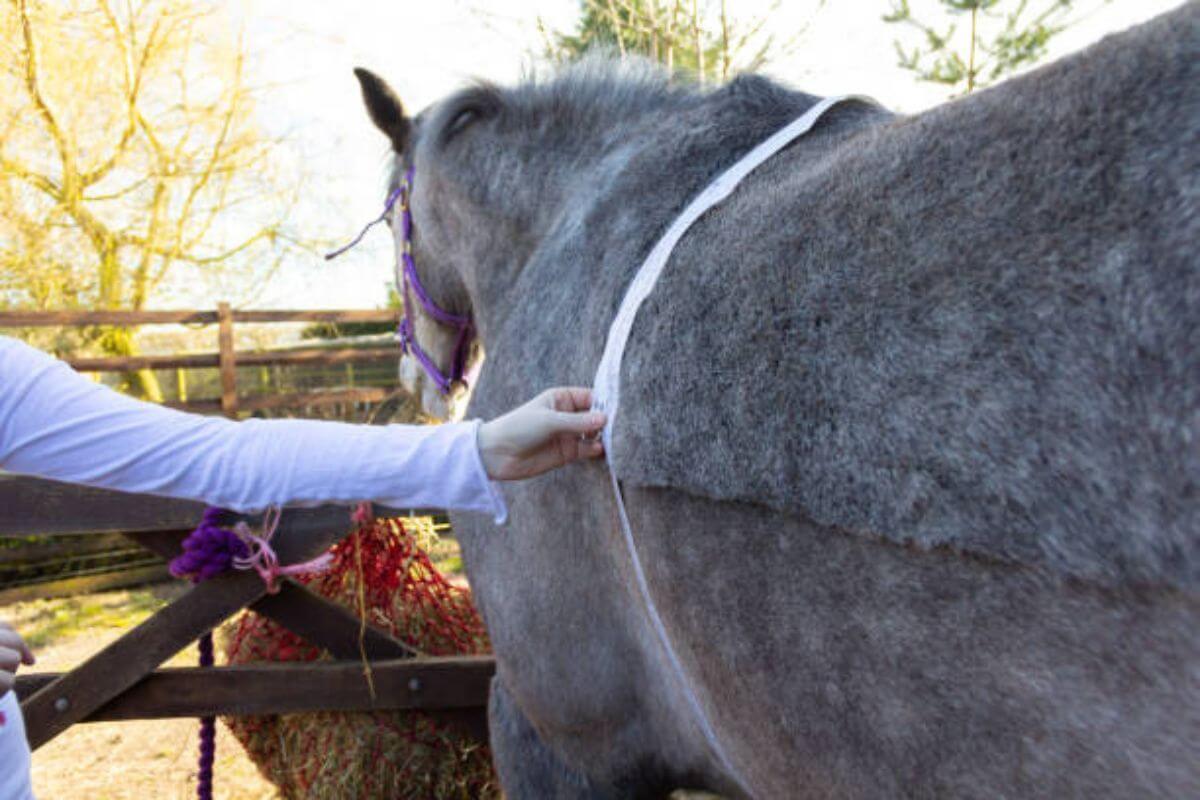 Pourquoi calculer le poids d’un cheval ? 