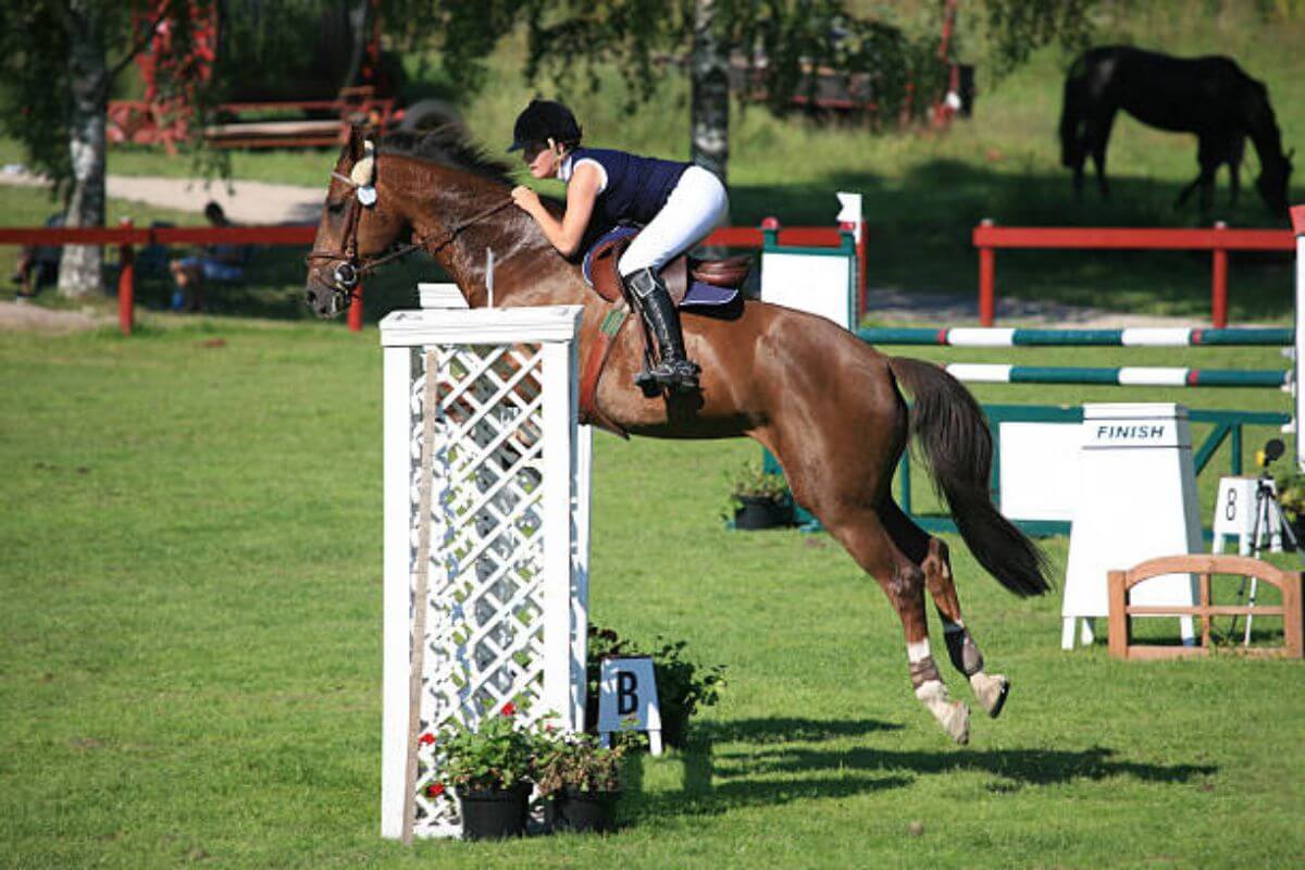 Qu'est-ce que le Concours de Saut d'Obstacles ?