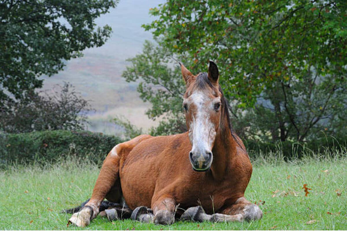 Principales maladies qui touchent le cheval âgé