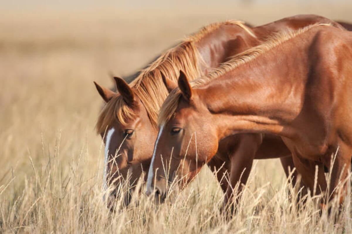 Principes d’alimentation : bien nourrir son cheval