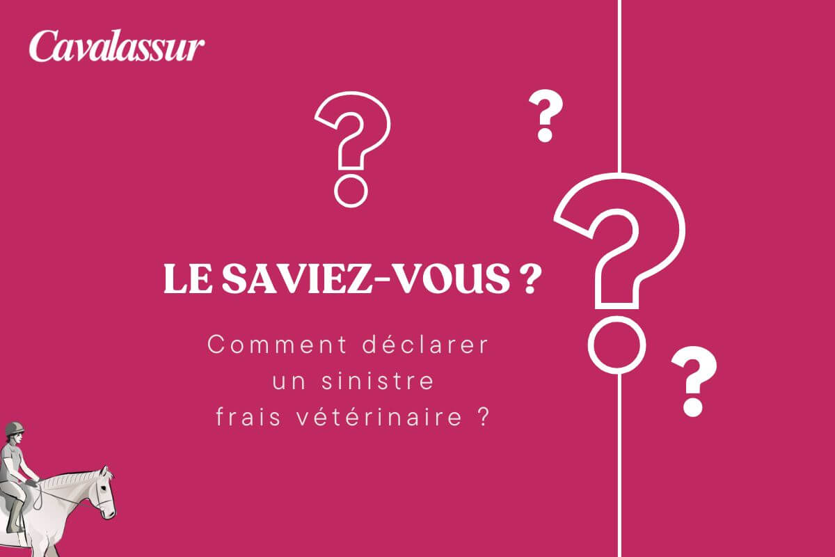 Comment déclarer un sinistre frais vétérinaires