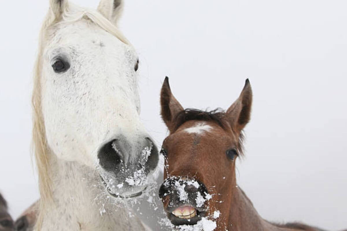 Gestion des poulinières en hiver