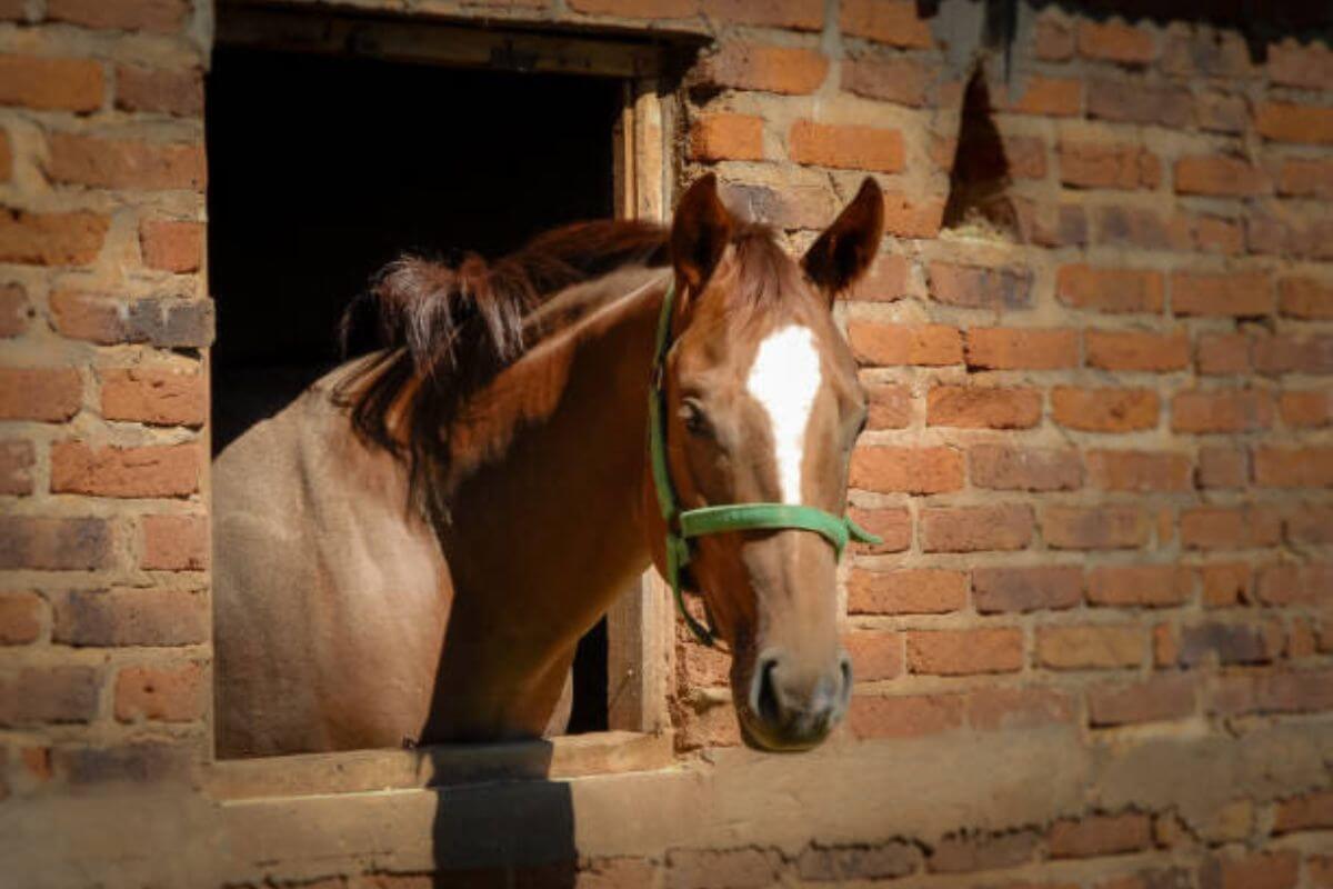 La rhinopneumonie équine peut-elle se transmettre 