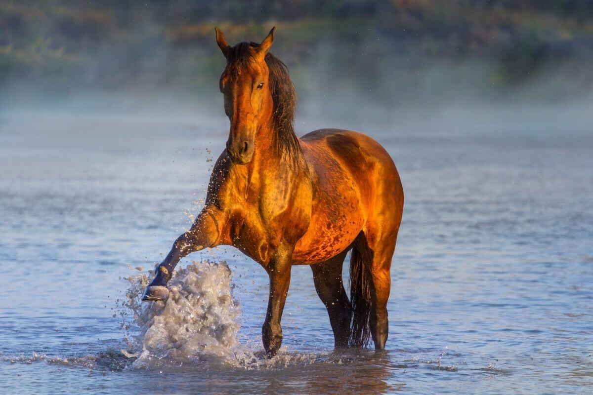 Le coup de chaleur chez le cheval