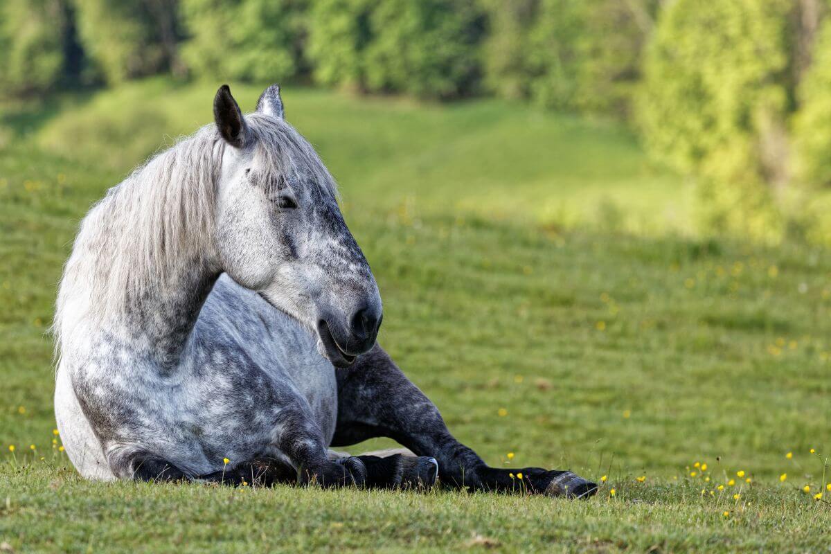 Perte de votre cheval, que faire après son décès ?